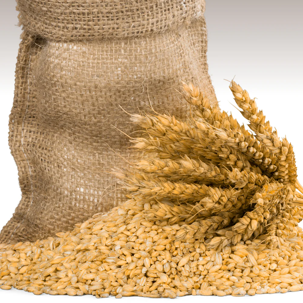 Lokwan Wheat